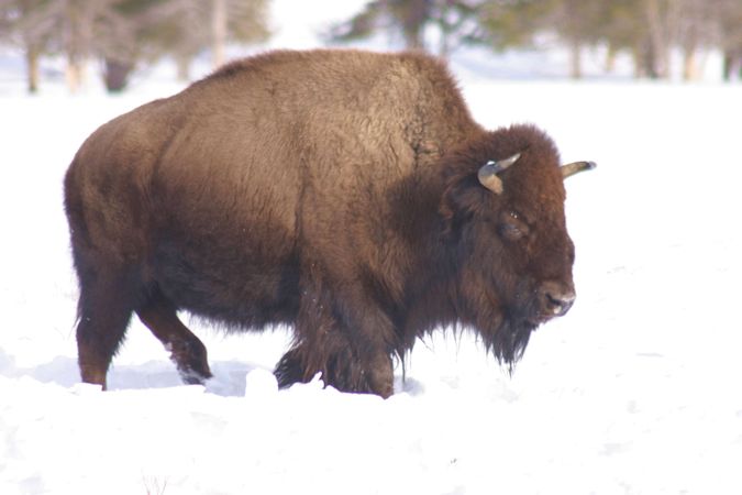 Buffalo in Yellowstone